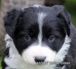 black and white FEMALE border collie puppy